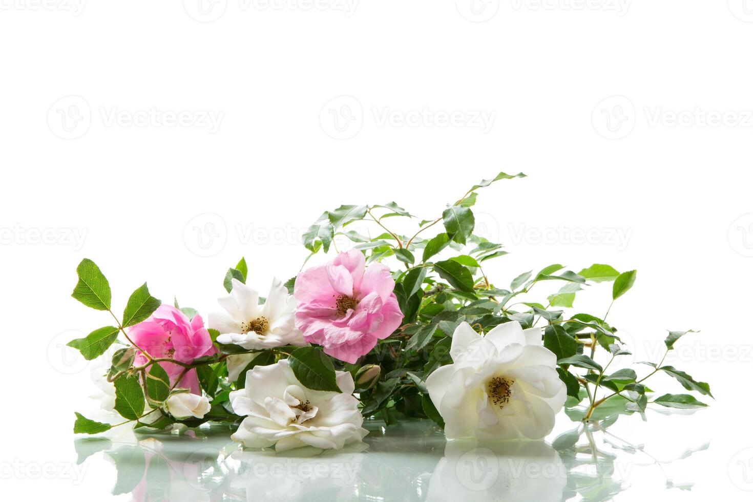 wooden light background with white and pink roses photo