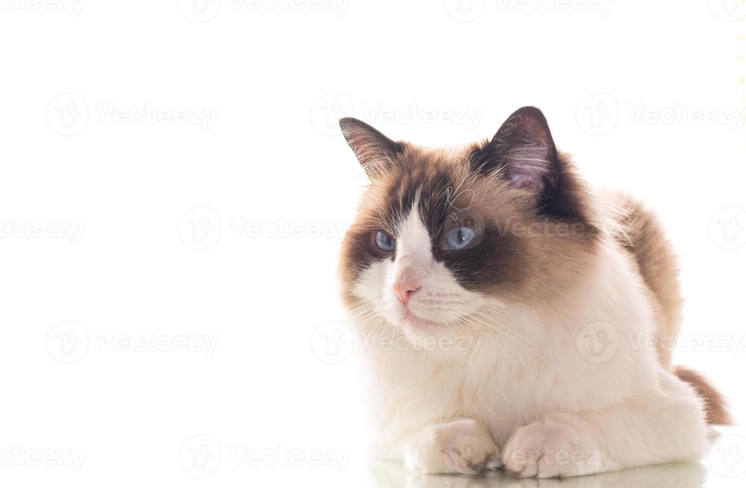 Beautiful young healthy Ragdoll cat on a white background. photo
