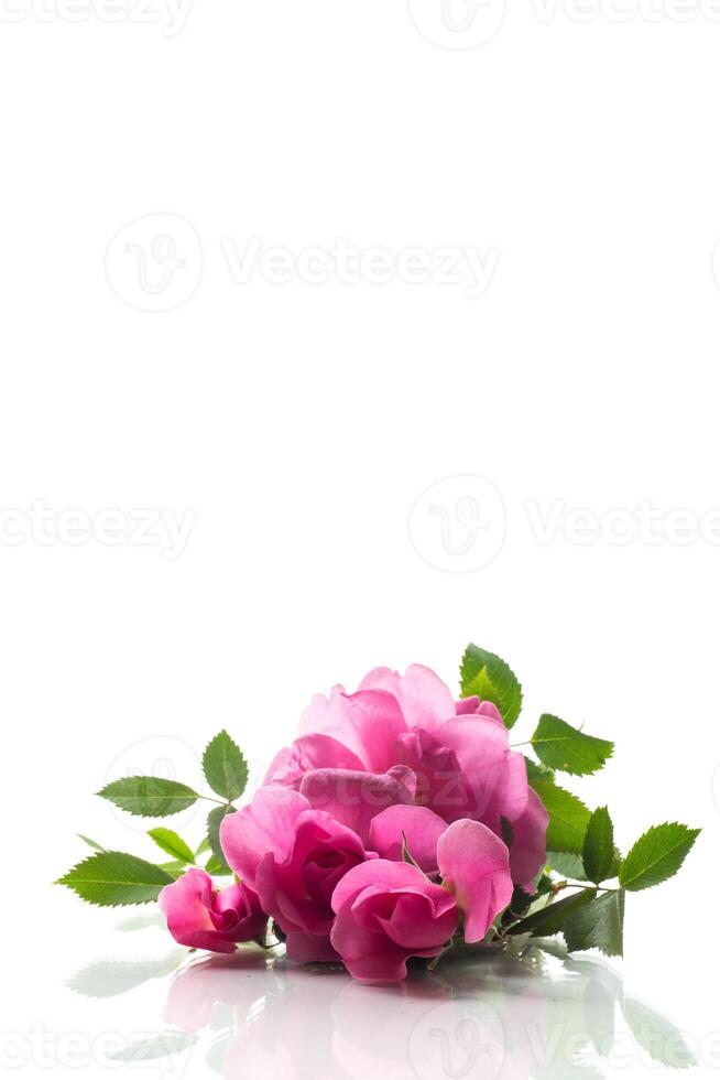 Beautiful pink rose on a white background photo