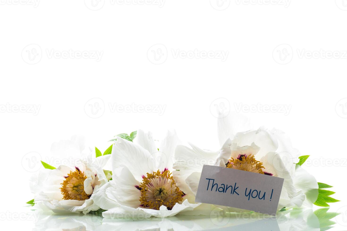 White tree peony flower, isolated on white background photo