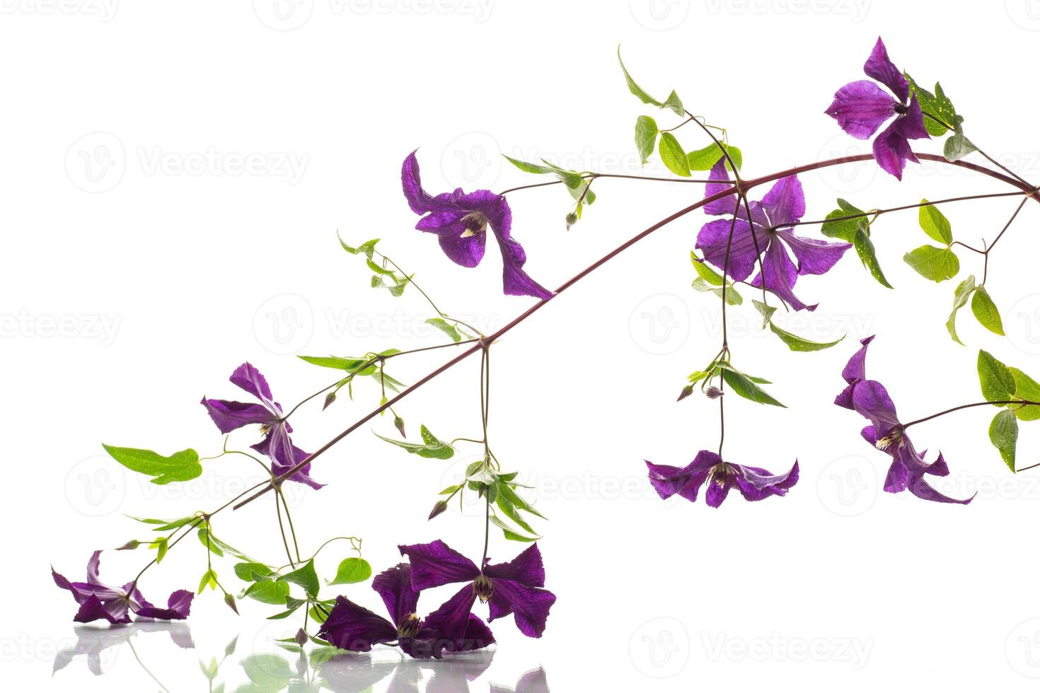 branch of blooming purple clematis, isolated on white background photo