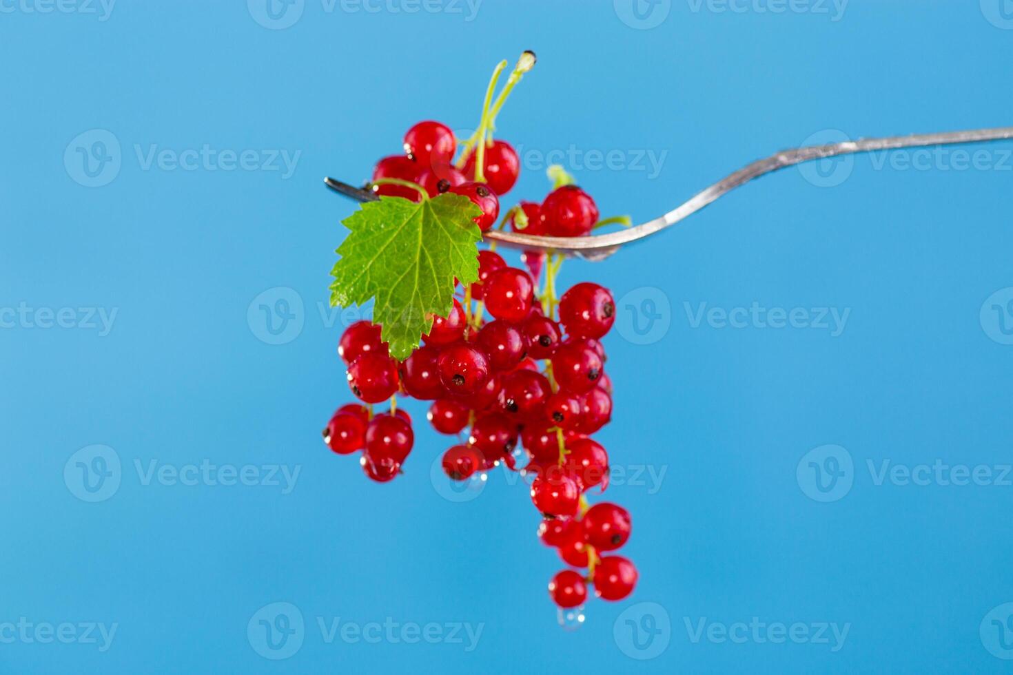 twigs of ripe red currants, isolated on a black background photo