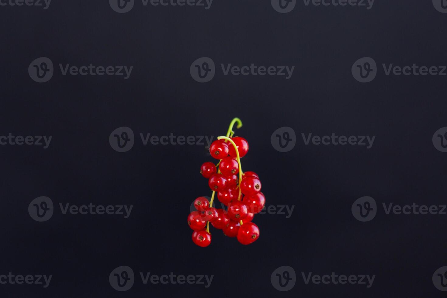 twigs of ripe red currants, isolated on a black background photo