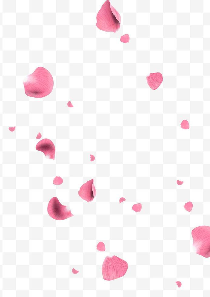 Realistic pink rose petals flying around vector