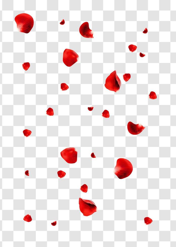 Realistic red rose petals flying around vector
