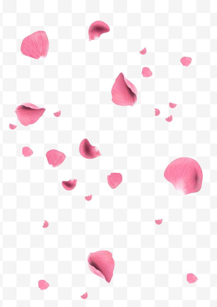 Realistic pink rose petals flying or falling vector