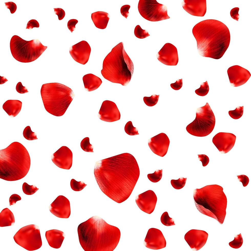 Realistic red rose petals fully covered square vector