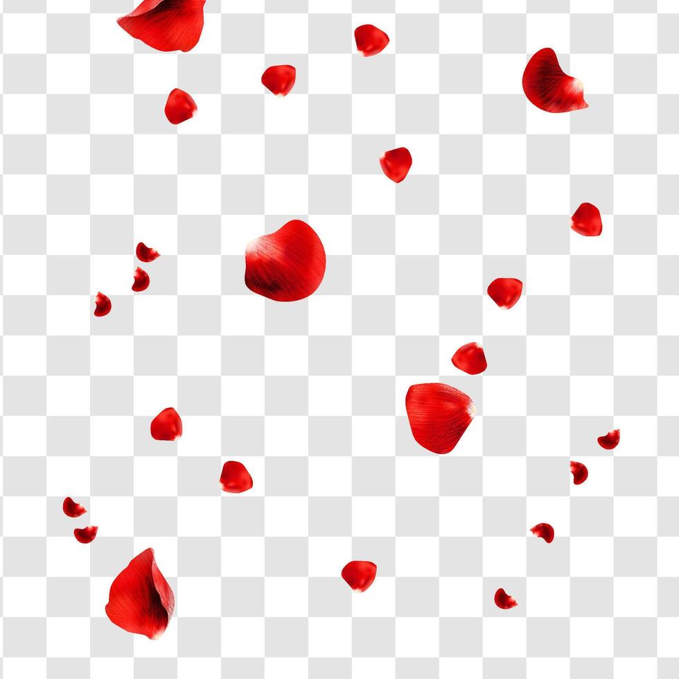 Realistic red rose petals flying around square vector