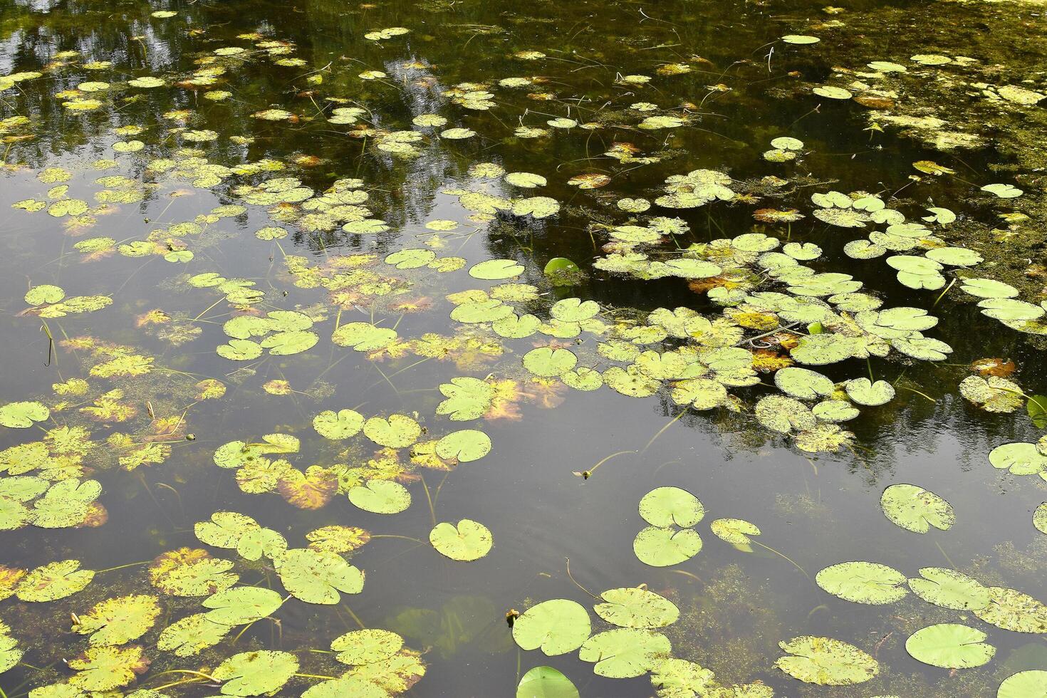 Green plant leaves on beautiful water surface. photo