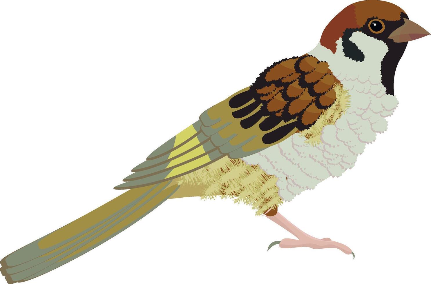 Illustration of isolated sparrow bird vector