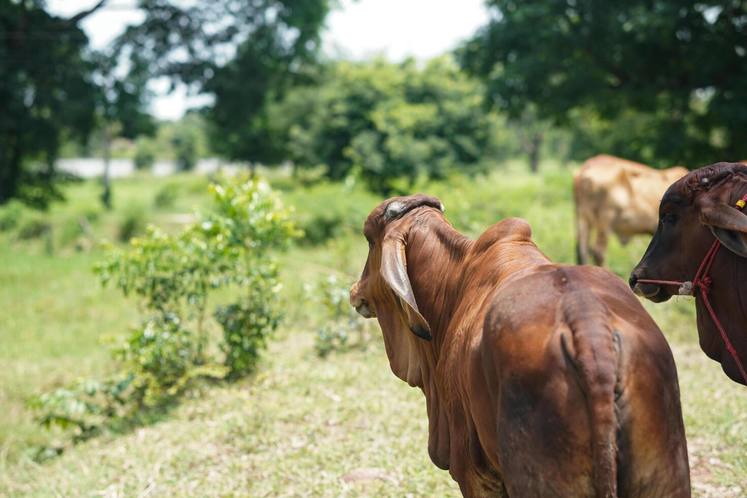 Brown Cow on Farm Displaying Unique Behaviors A Glimpse into Animal Husbandry Practices photo
