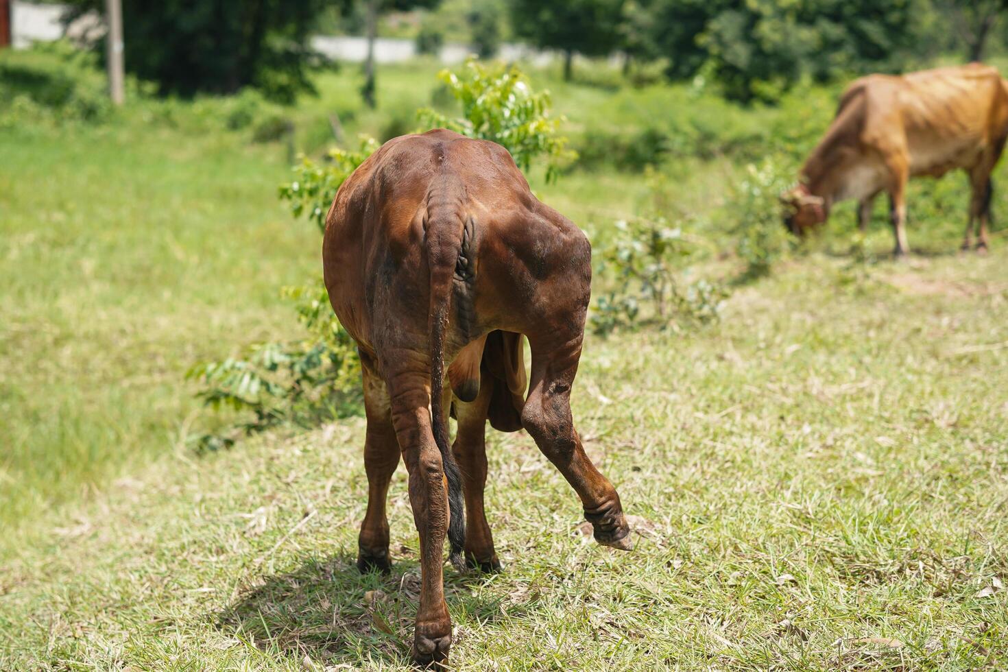 Brown Cow on Farm Displaying Unique Behaviors A Glimpse into Animal Husbandry Practices photo