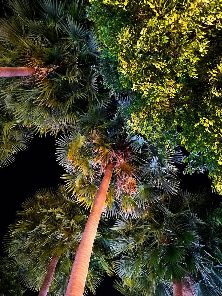 Abstract night shot of palm trees in moonlight photo