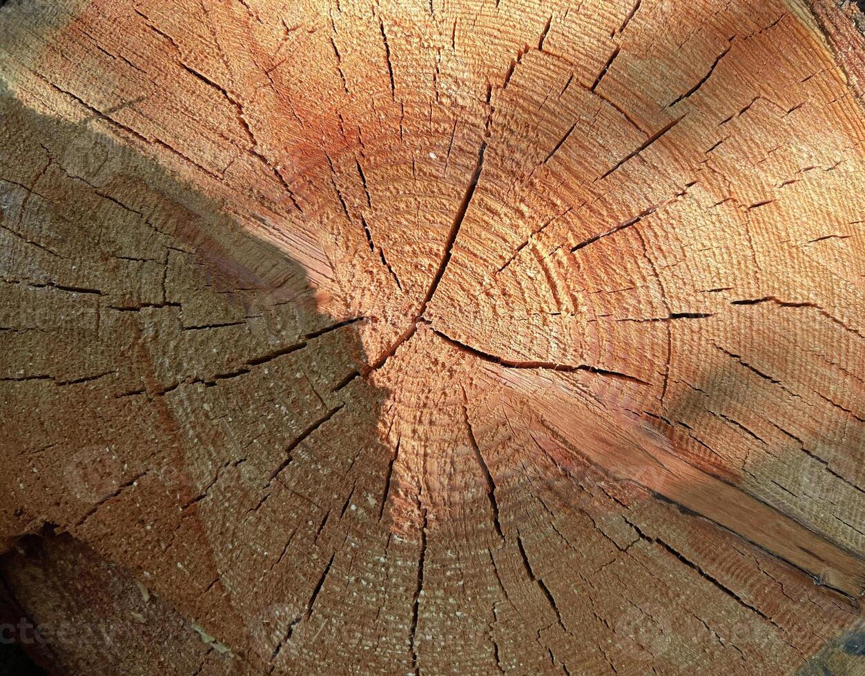 Perfect round felled tree with annual rings and cracks. Wood texture. Cut logs pattern, brown natural background. Wooden textured background. photo