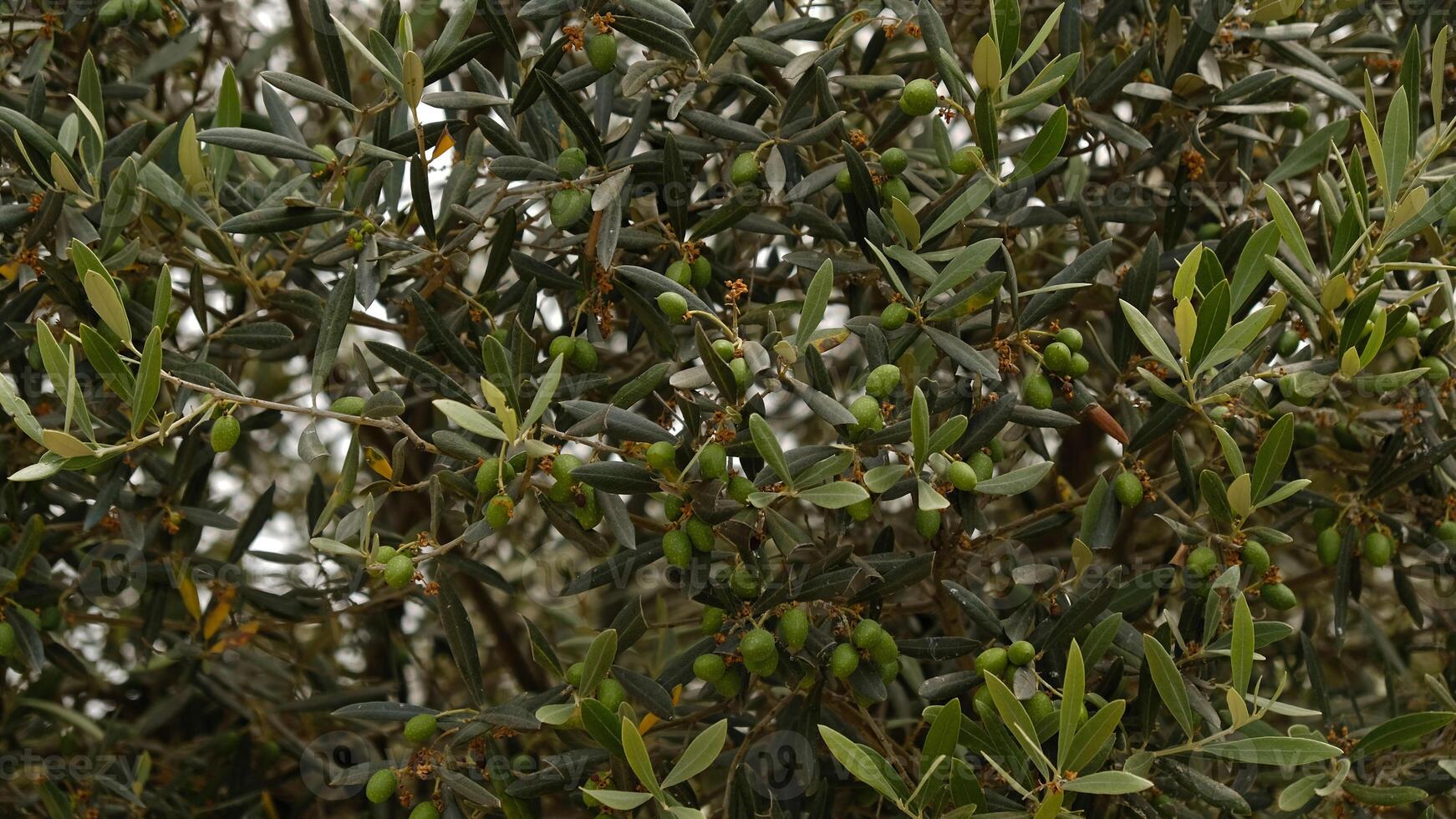 Olive tree and branch with green leaves. Green unripe olives fruits. Close Up Green Eco Healthy product background with copy space. photo