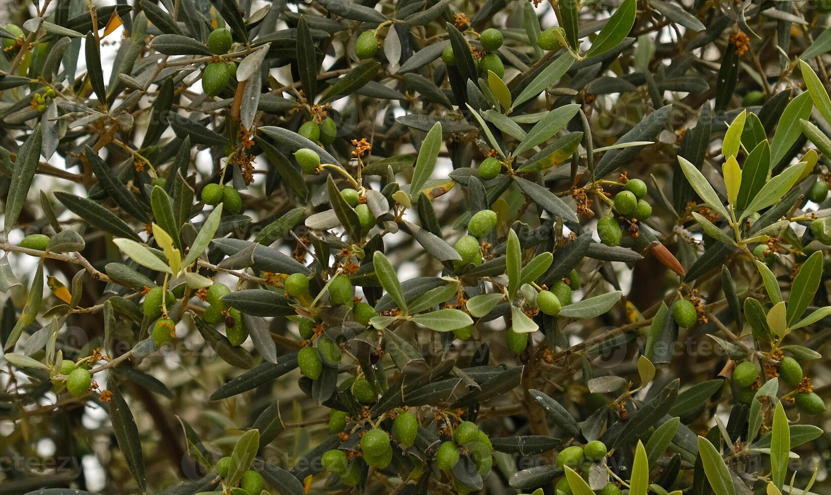 Olive tree and branch with green leaves. Green unripe olives fruits. Close Up Green Eco Healthy product background with copy space. photo
