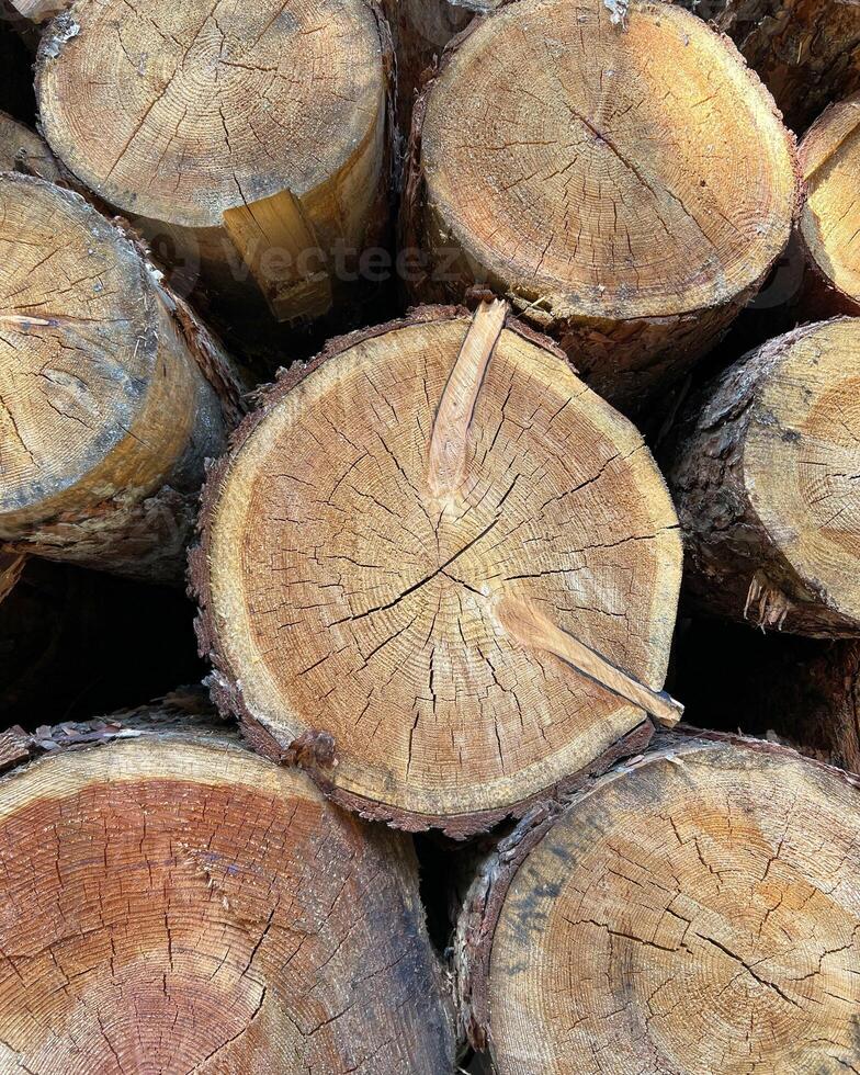 Pile of log trunks, logging timber wood industry before turn it into wooden product. Firewood. Lumber wood. Wood texture. Trunk with cracks and sawed annual rings, cut of surface of wooden stump. photo