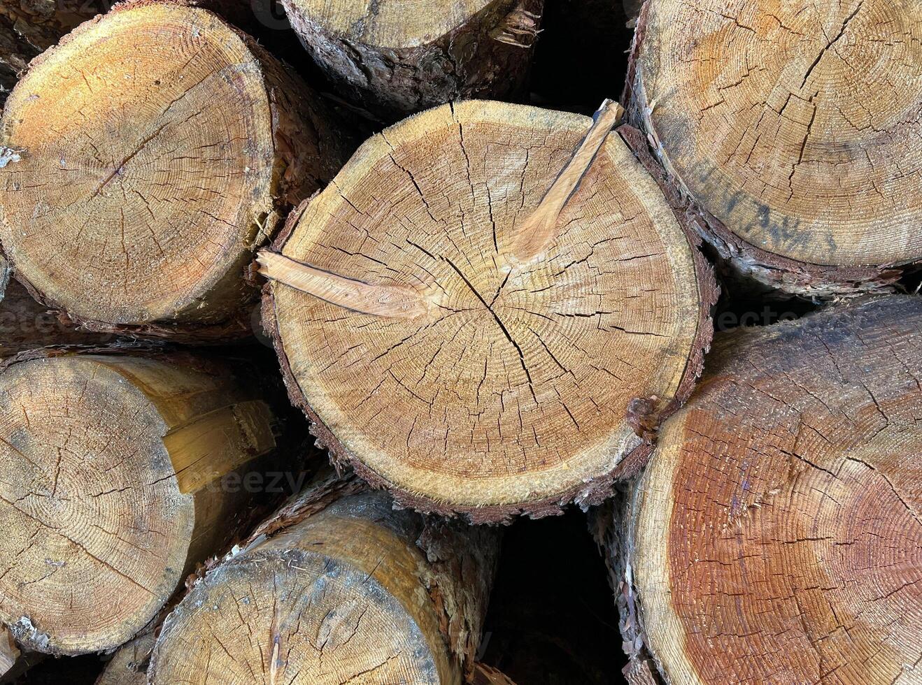 Pile of log trunks, logging timber wood industry before turn it into wooden product. Firewood. Lumber wood. Wood texture. Trunk with cracks and sawed annual rings, cut of surface of wooden stump. photo