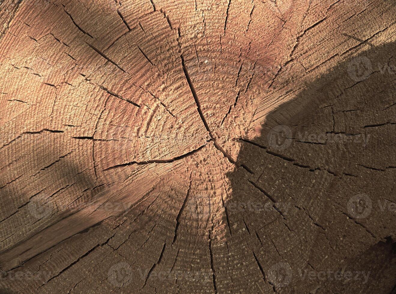 Perfect round felled tree with annual rings and cracks. Wood texture. Cut logs pattern, brown natural background. Wooden textured background. photo