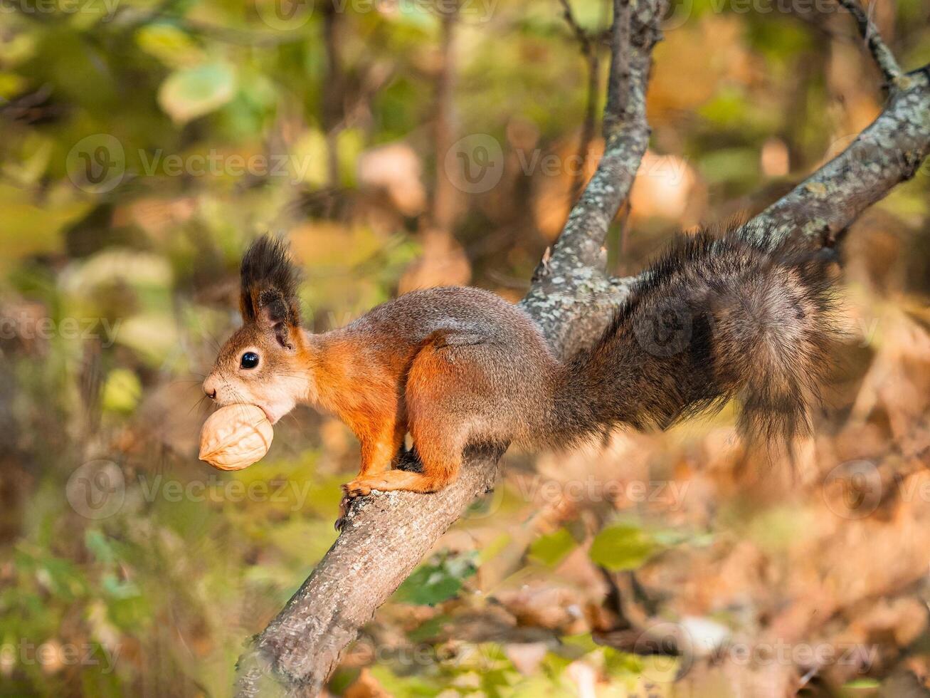 Close-up of squirrel eating walnut on tree. Sciurus vulgaris with nut in mouth. Cute animal in autumn nature. Subsistence of wild animals in their natural environment. Carrying nut in mouth in autumn photo