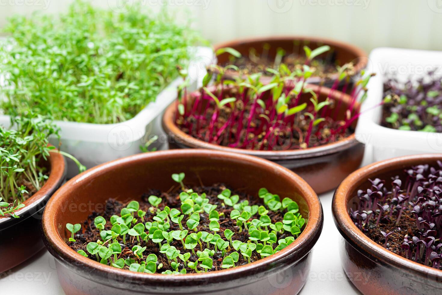 Different micro greens photo