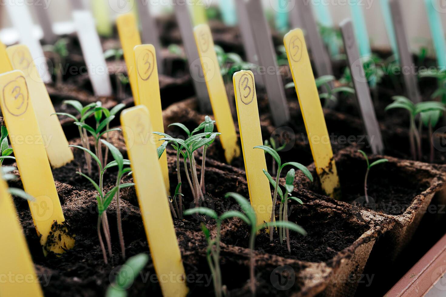 Sprouts in peat pots with tags photo