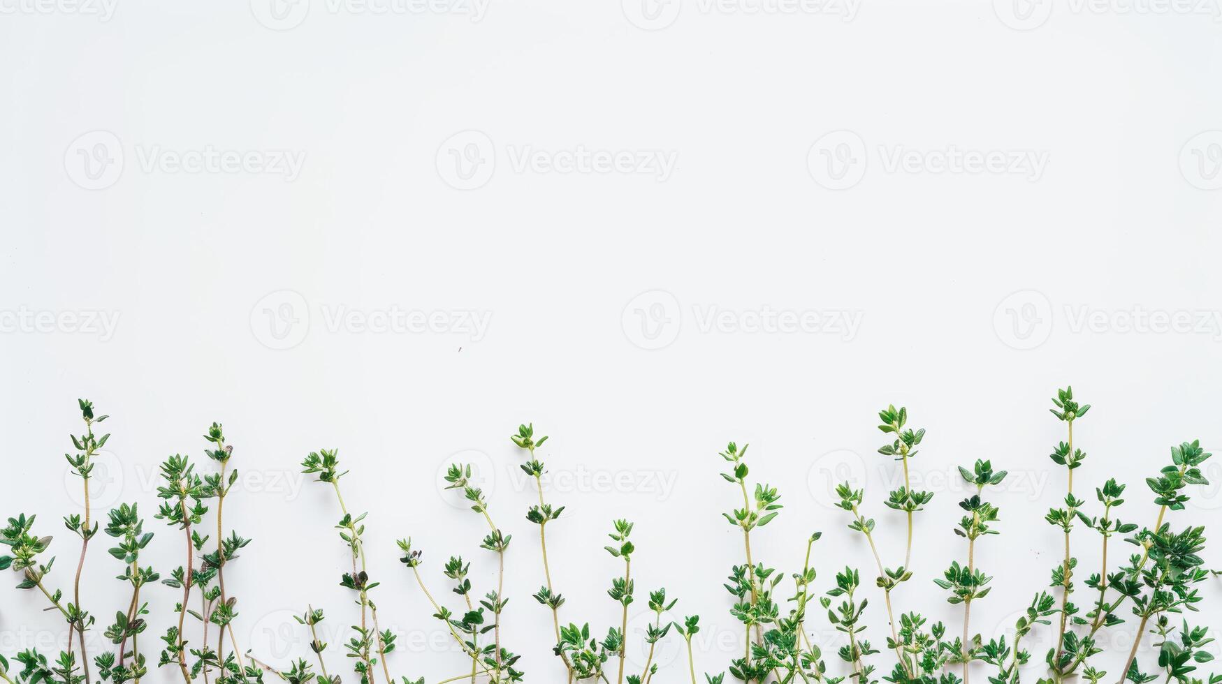 Arrangement of freshly harvested thyme sprigs creates a border on a white background photo