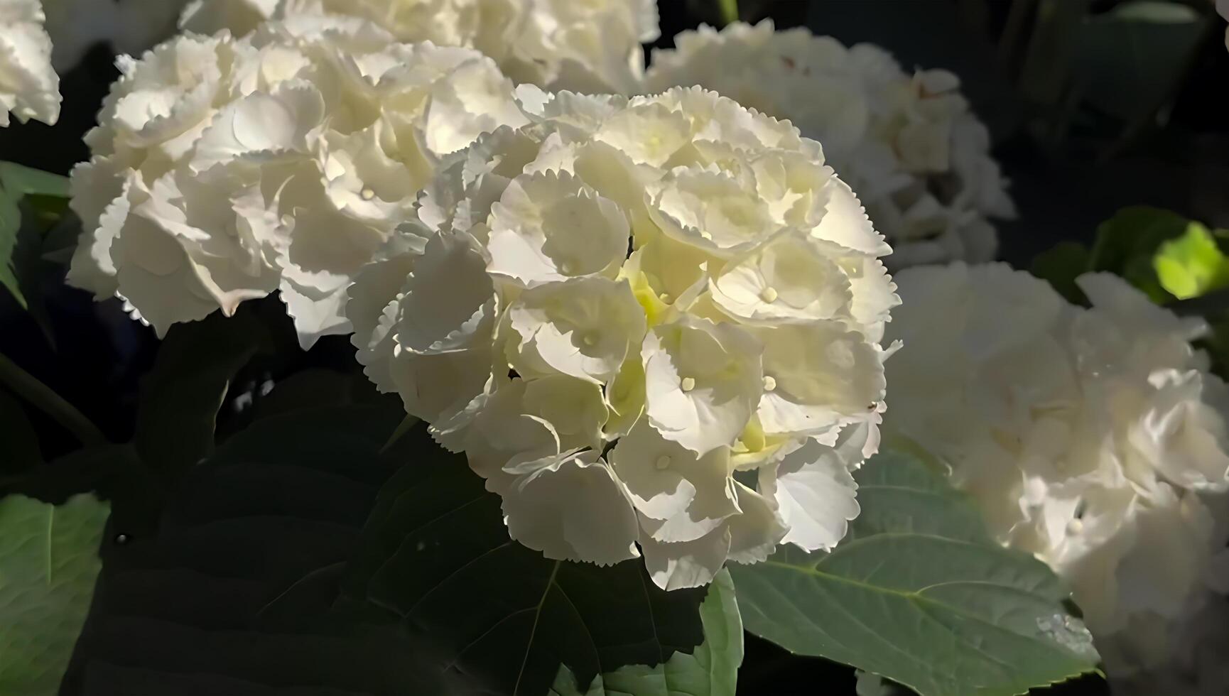 Blooming of Hydrangea macrophylla flower photo