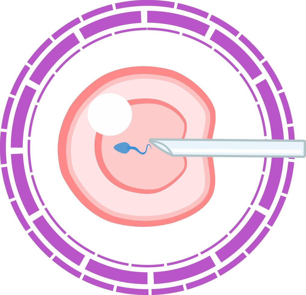 The embryo is in a circle with a needle vector