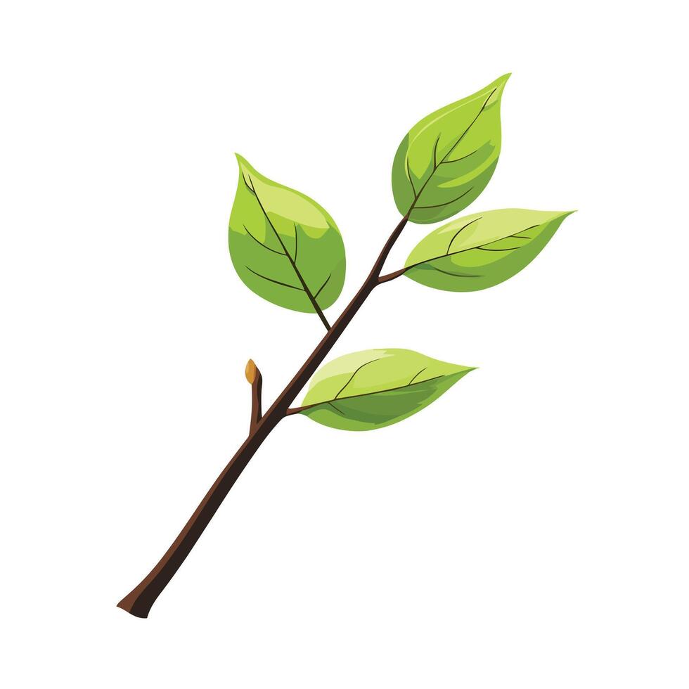 A green leaf on a branch with a white background vector