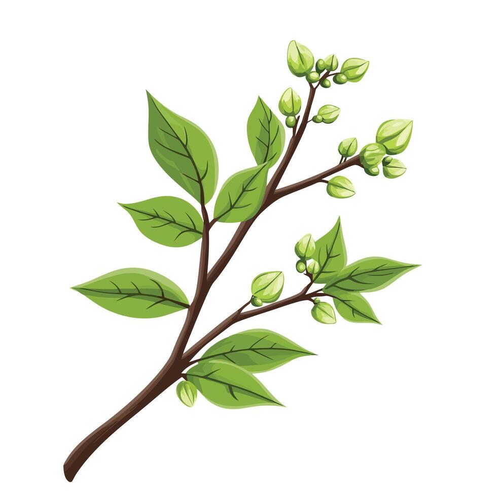 Branch with leaves and buds illustration vector