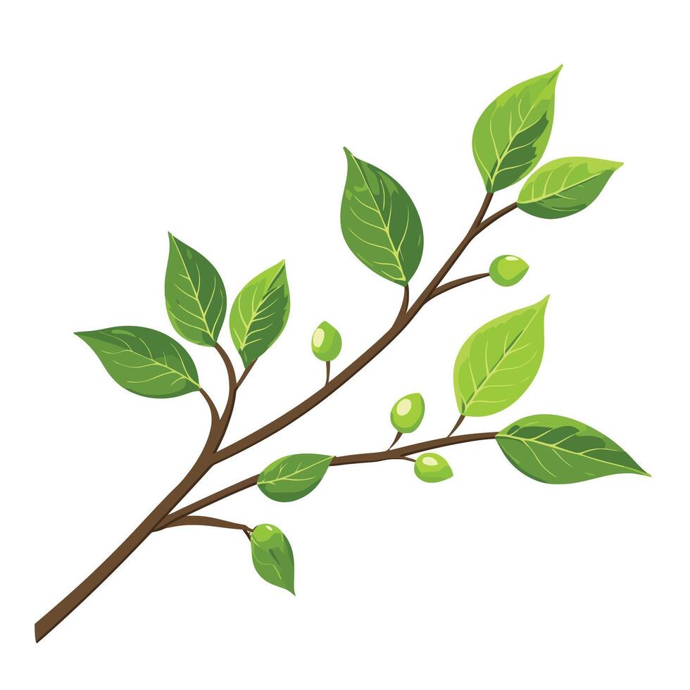 A branch with green leaves and green berries vector