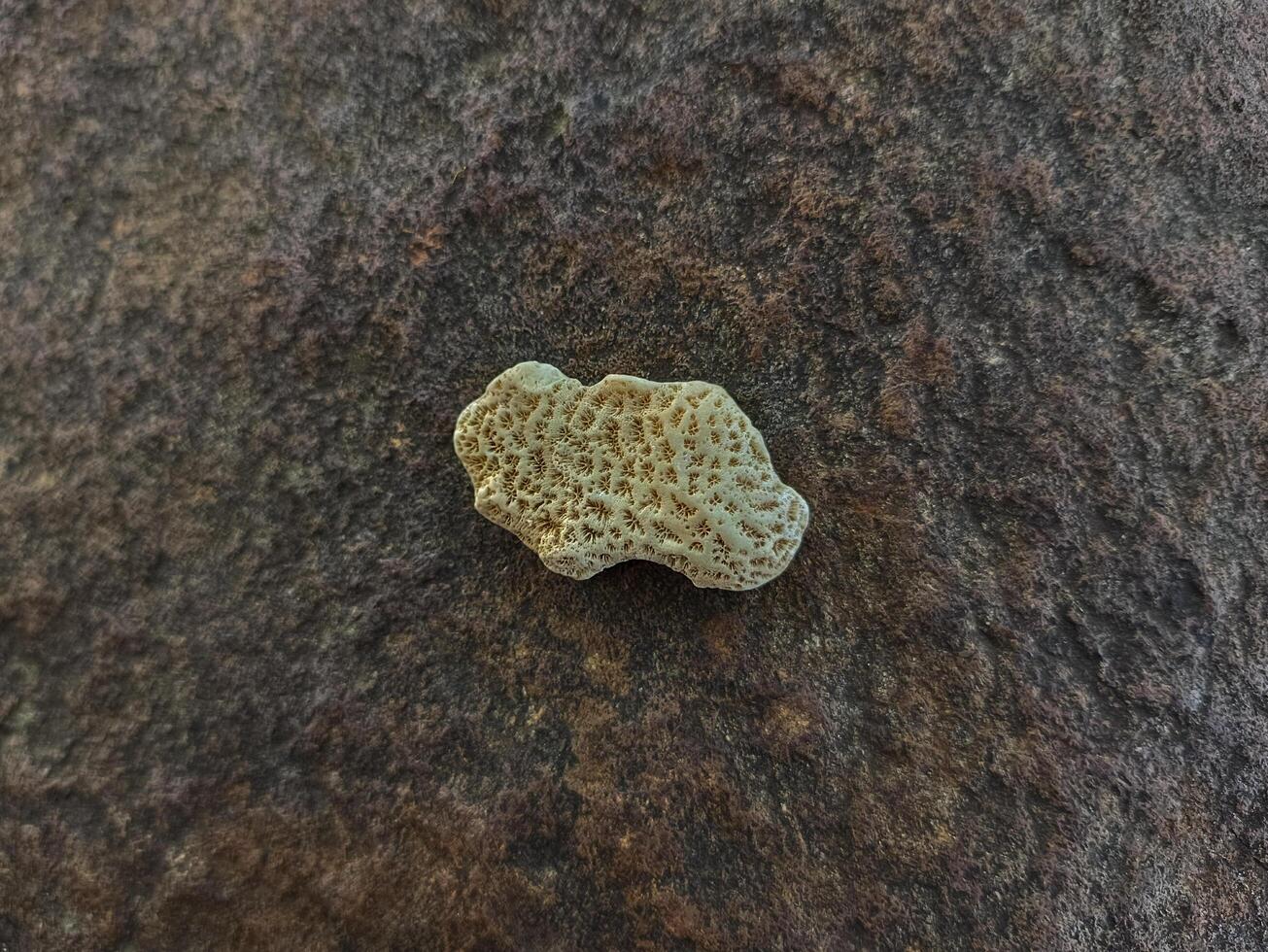 Beauty of Nature in Sea Fragments, Shells, Corals, and Rocks on a Rocky Surface photo