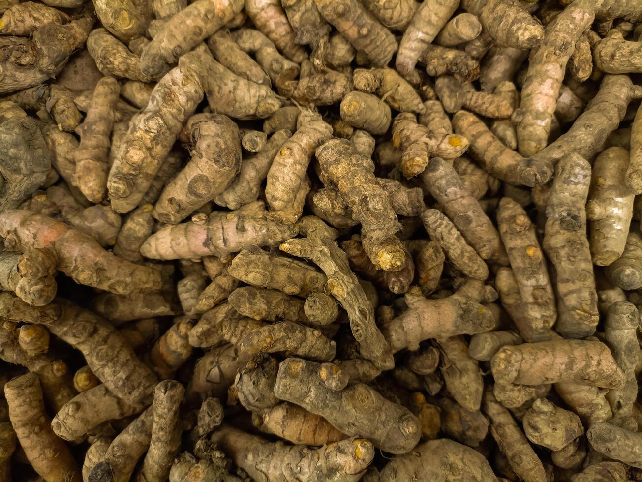 Raw Dried Turmeric Roots Commonly Used in Culinary and Medicinal Purposes photo