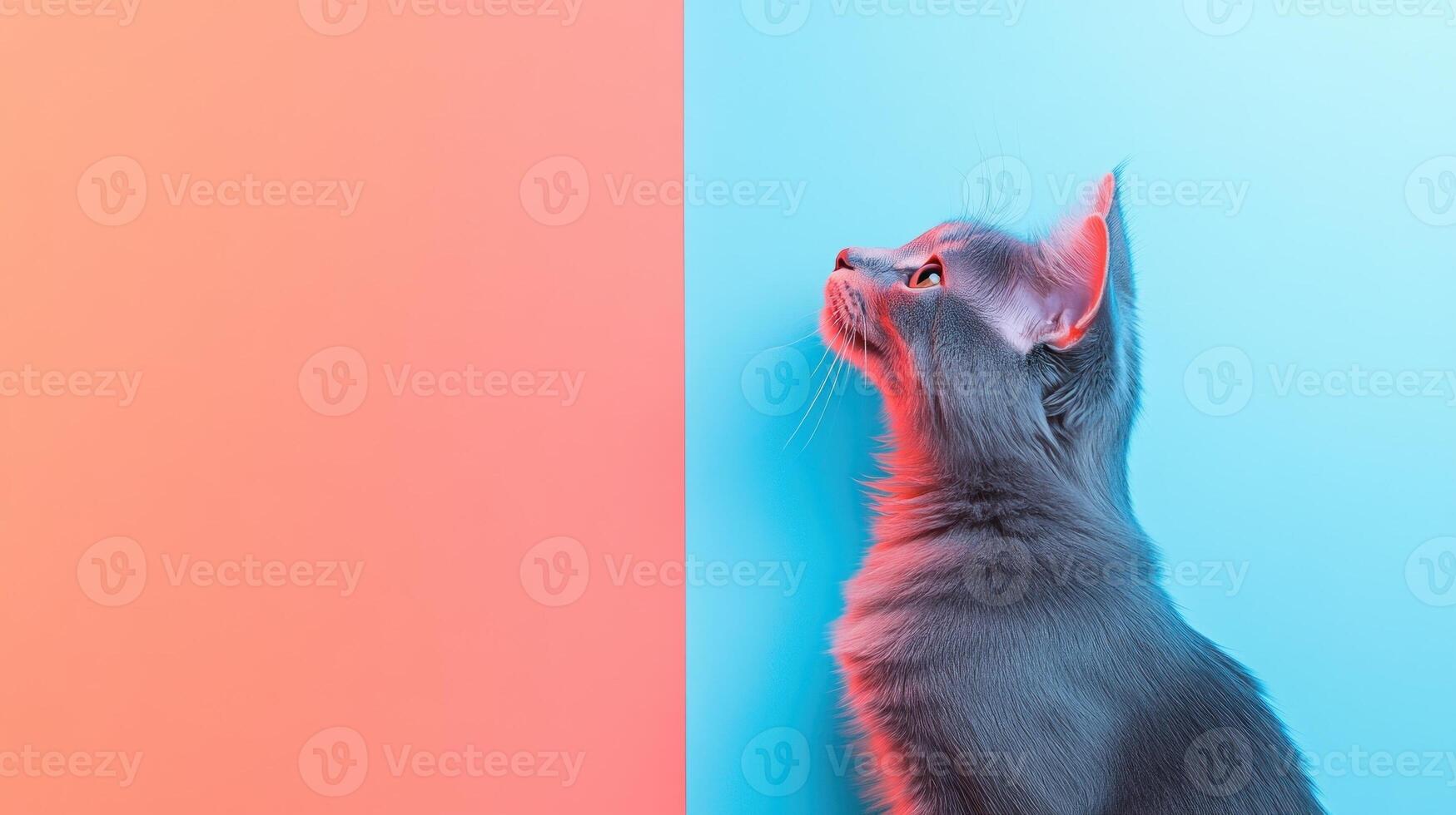 American Curl isolated on colorful pastel background. photo