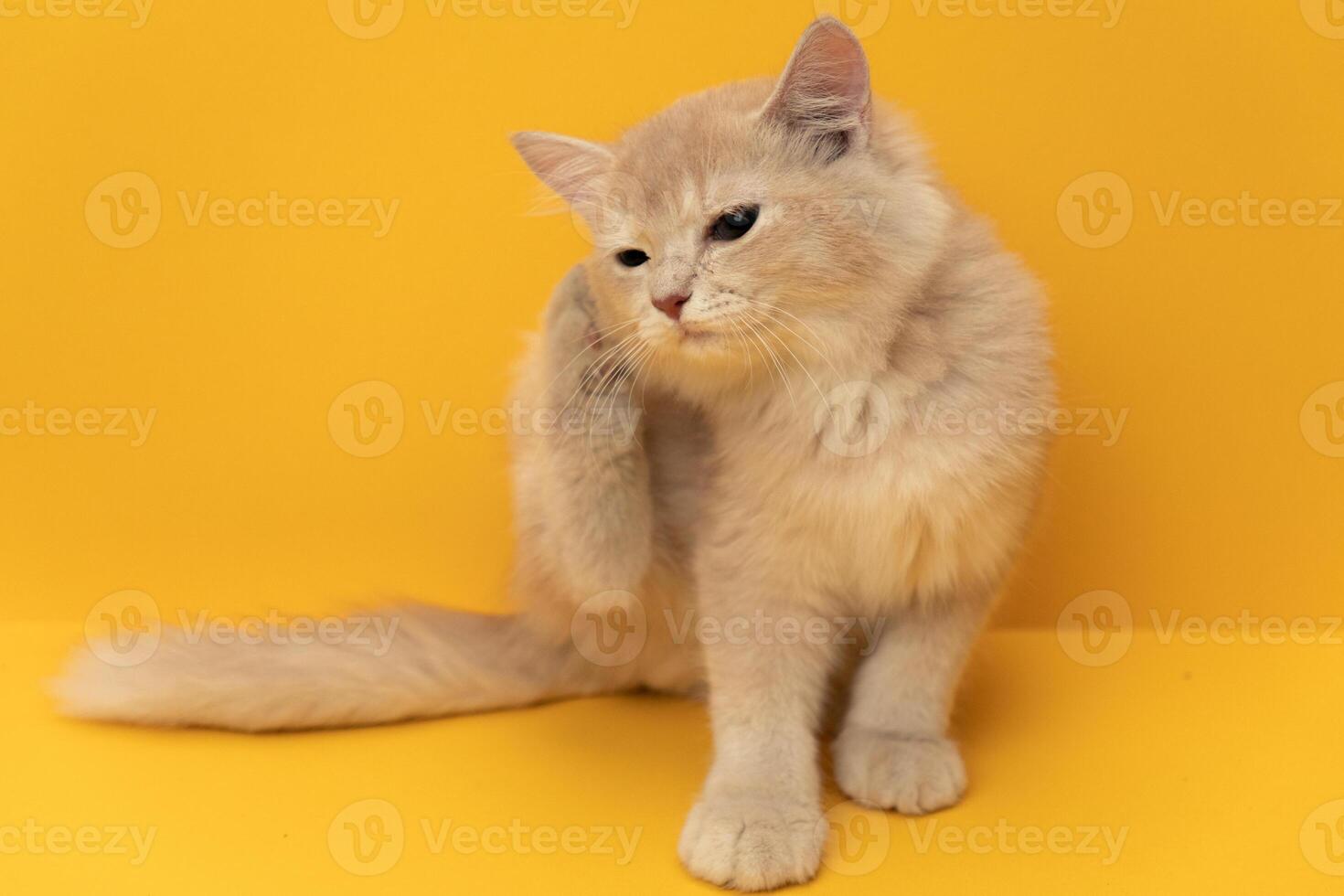 cute and adorable persian kittens with yellow and pink background photo