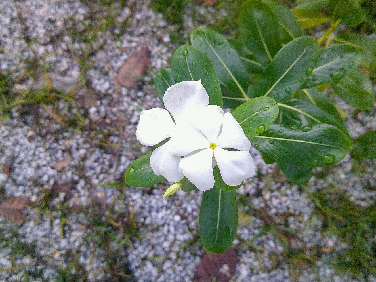 This photo captures the uniqueness of the white Madasgascar periwinkle flower. A pure white flower theme with a natural background that enhances its natural charm.