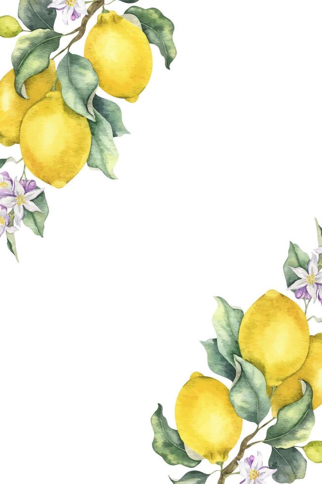 Lemon Branches with fruits, flowers and leaves. Isolated hand drawn watercolor frame. Tropical citrus fruit. Template for menu, package, cosmetic, textile, cards vector