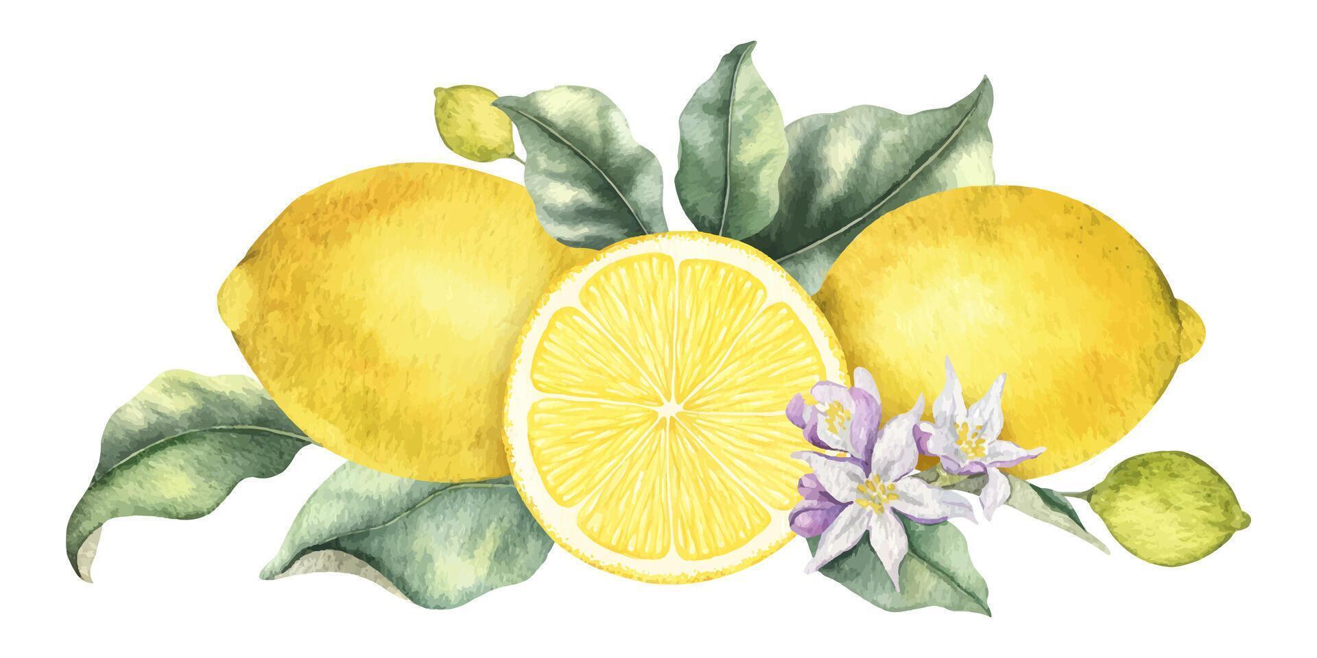 Whole Lemon fruits, slice lemons, flowers and leaves. Isolated hand drawn watercolor illustration. Tropical citrus fruit. Design for menu, package, cosmetic, textile, cards vector