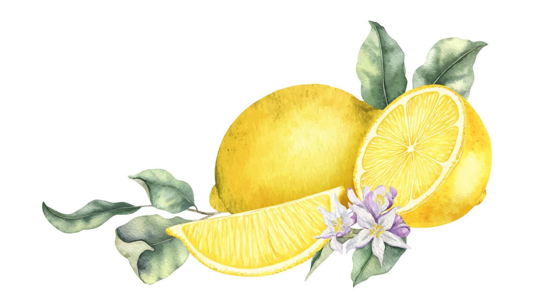 Whole Lemon fruits, slice lemons, flowers and leaves. Isolated hand drawn watercolor illustration. Tropical citrus fruit. Design for menu, package, cosmetic, textile, cards vector