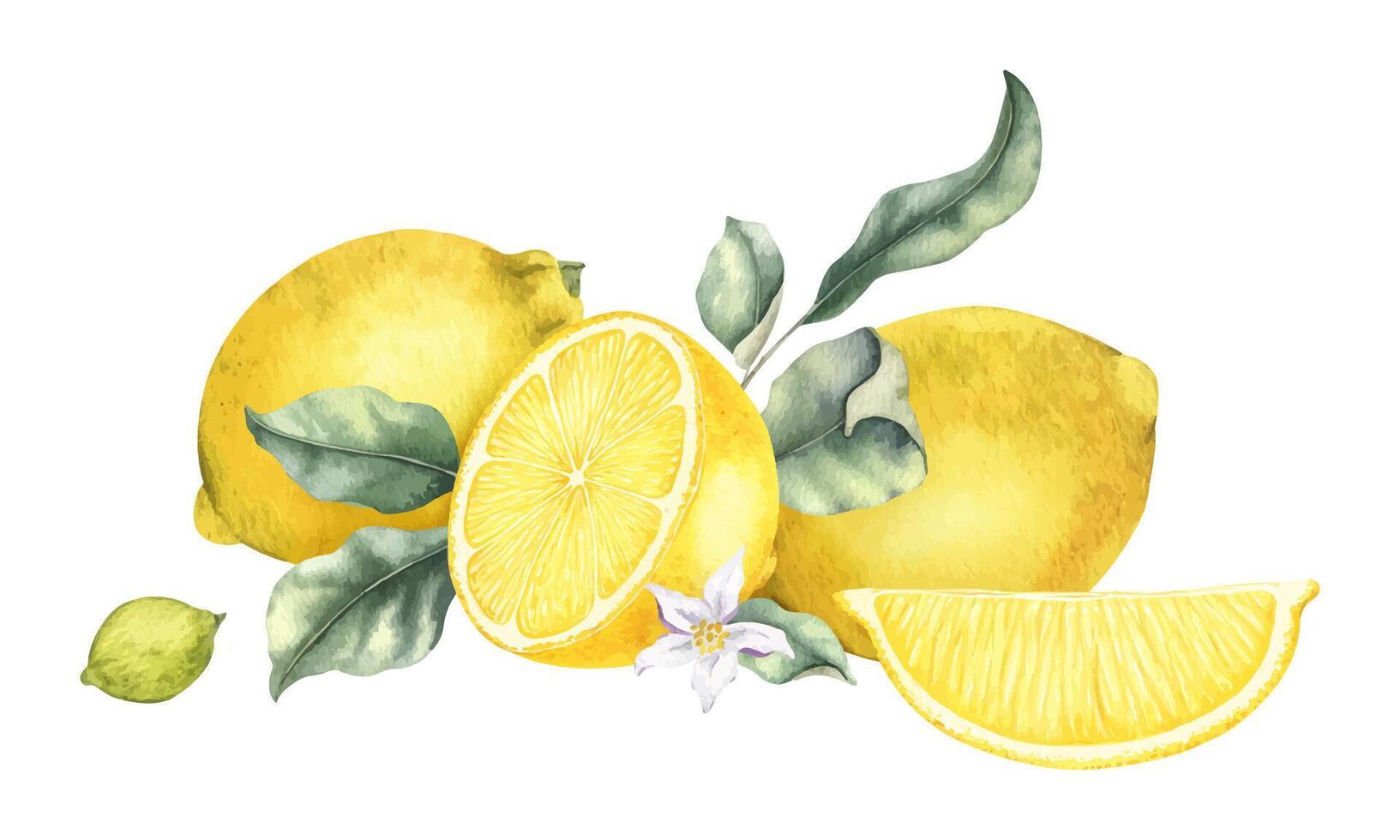 Whole Lemon fruits, slice lemons, flowers and leaves. Isolated hand drawn watercolor illustration. Tropical citrus fruit. Design for menu, package, cosmetic, textile, cards vector