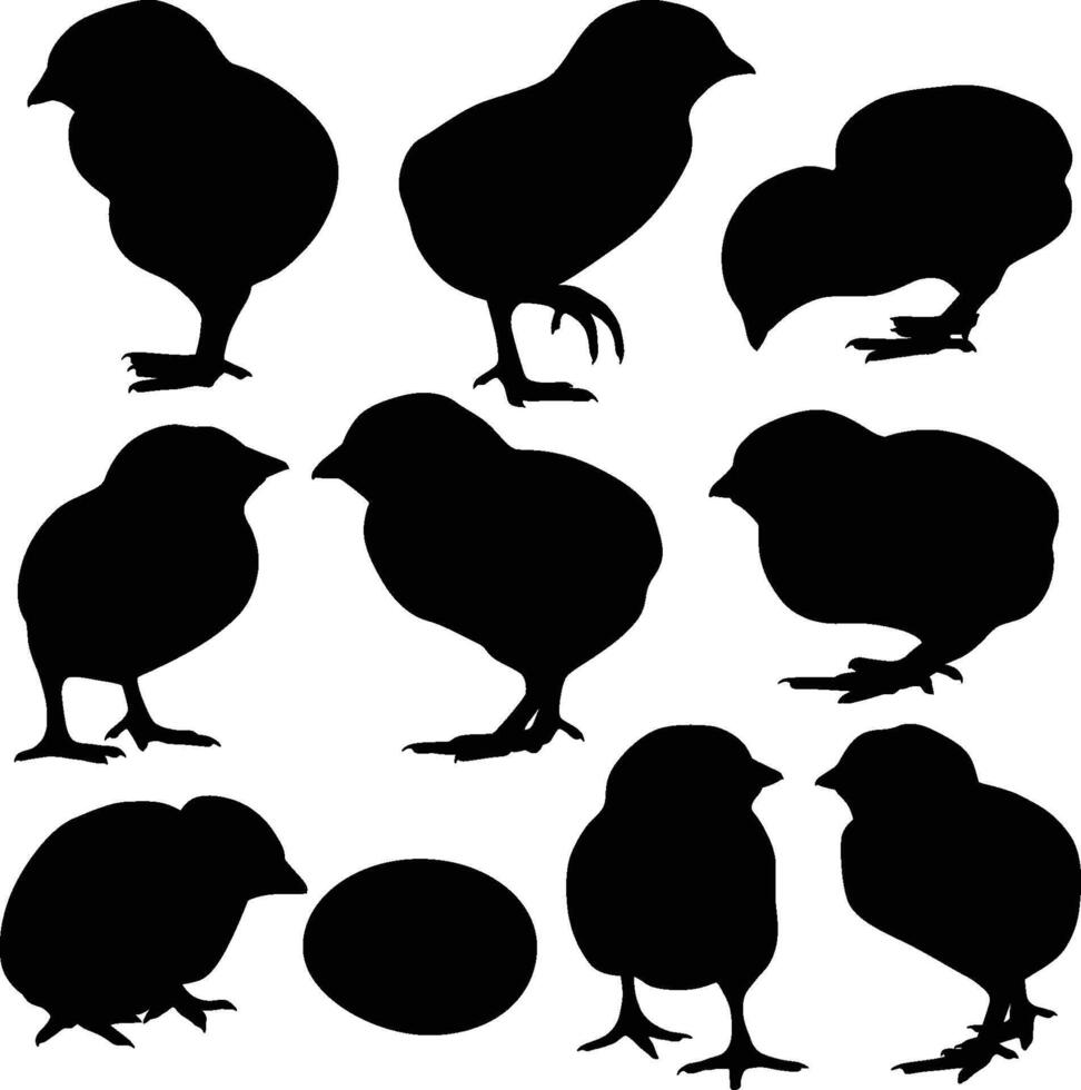 farm animal newly born hen silhouette vector