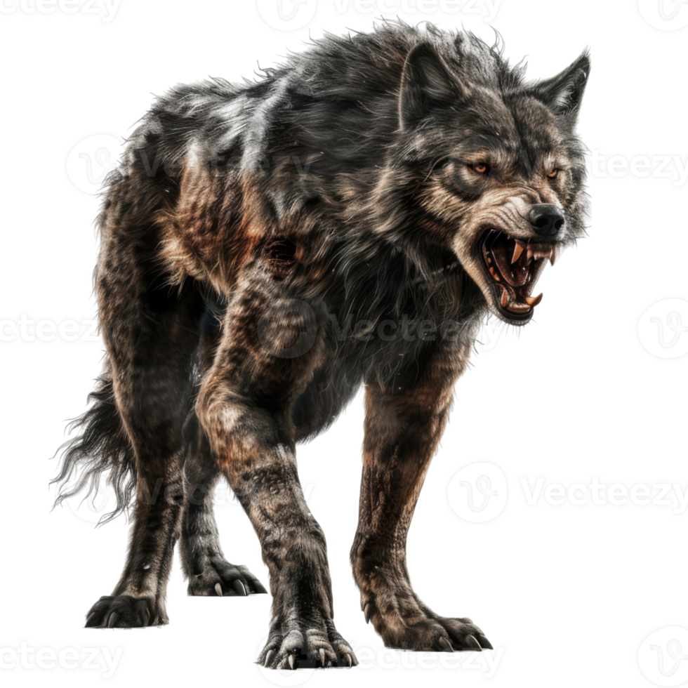 A Close-Up of a Growling Grey Wolf with Sharp Teeth and Claws png