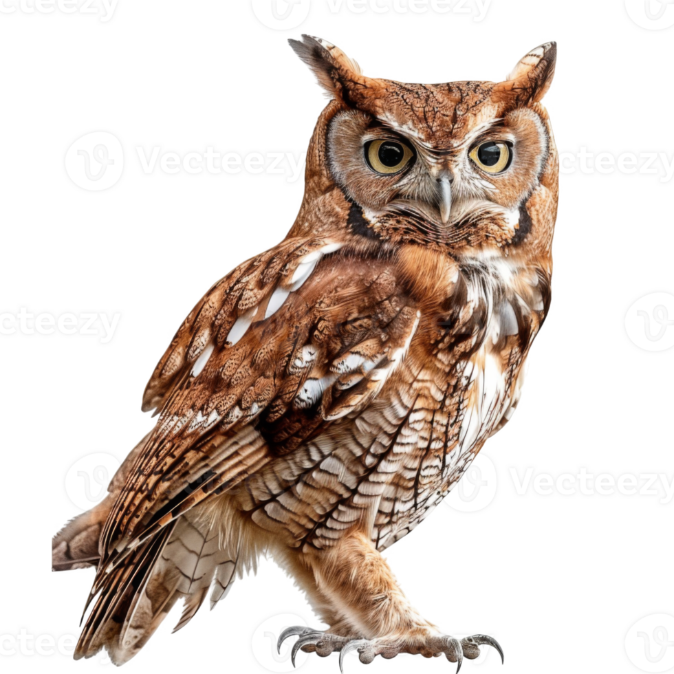 A Close-Up Portrait of a Screech Owl with Brown and White Feathers png