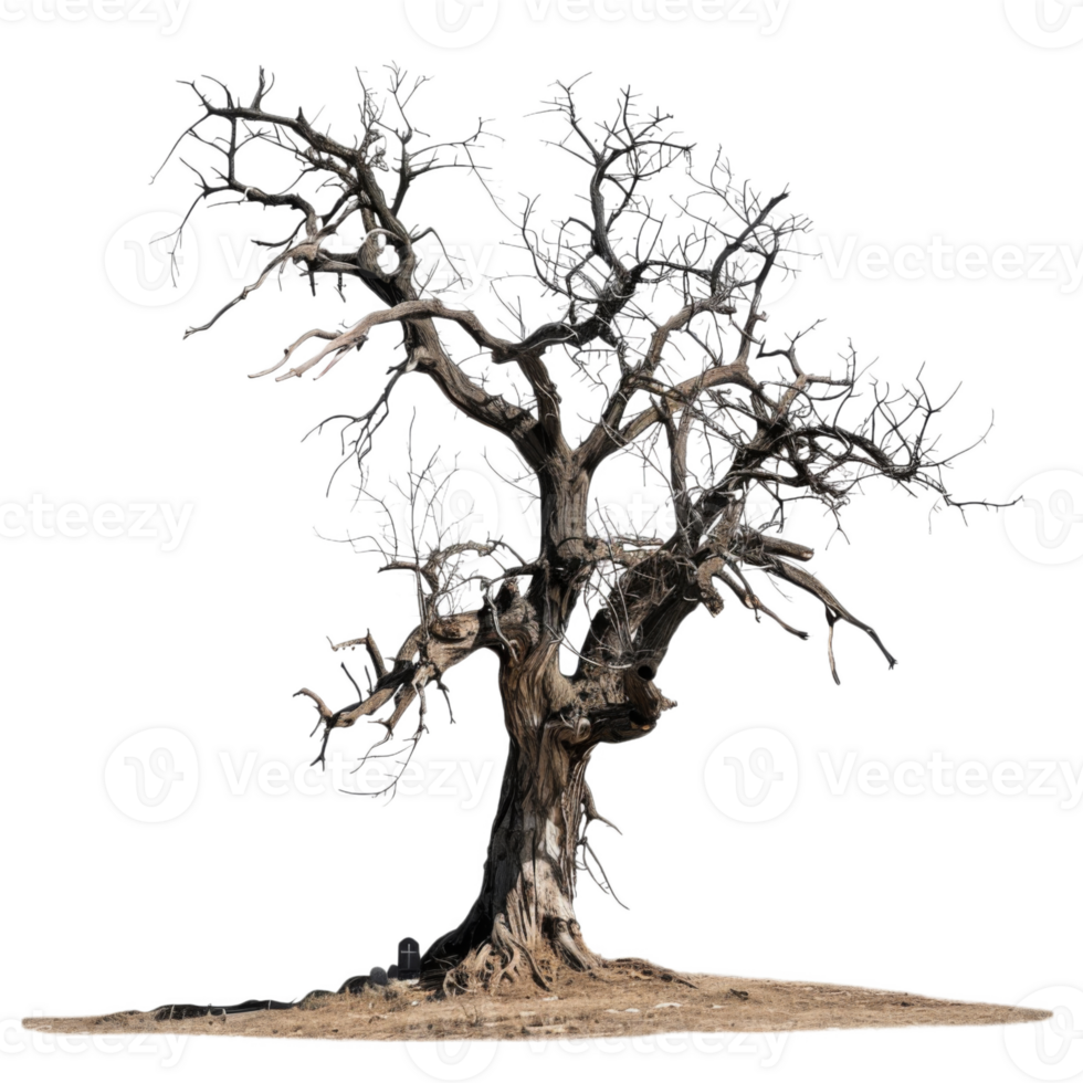 A Dead Tree Stands Tall Against a Black Background png