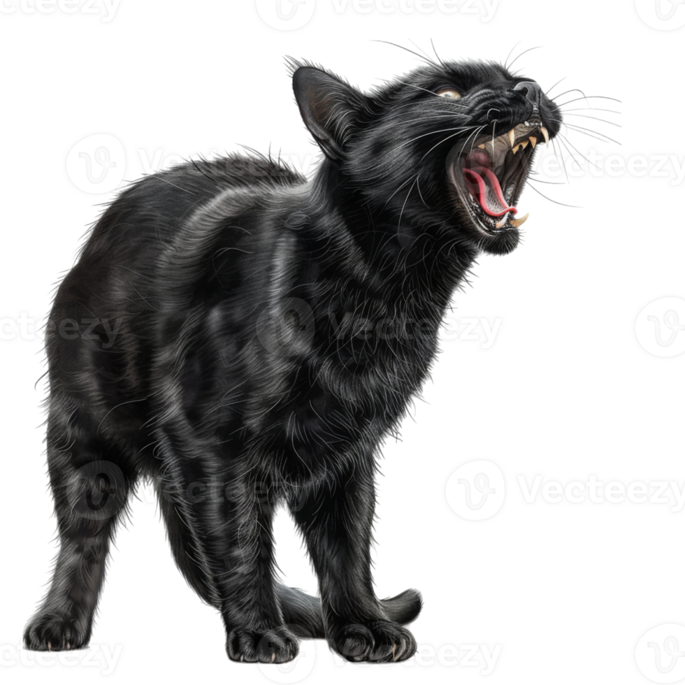 A black cat with its mouth open and teeth showing, standing on a black background. png