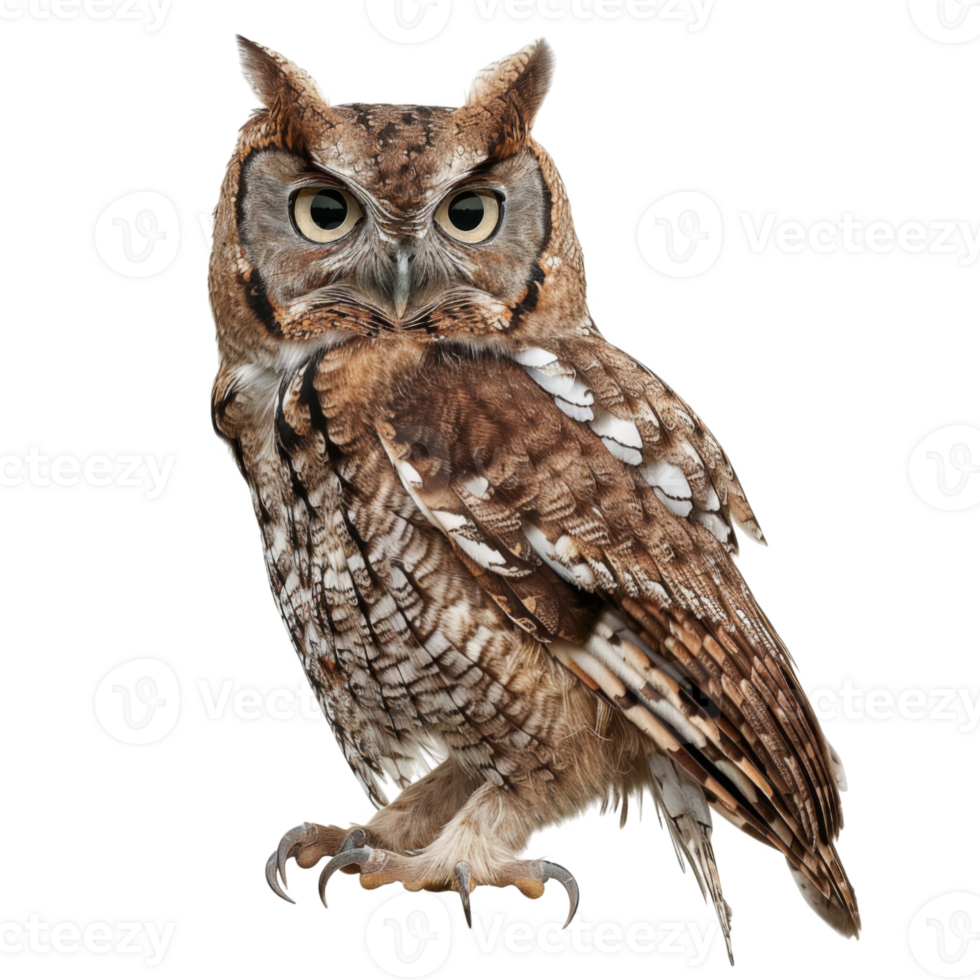 A Close-Up of a Brown and White Owl with Sharp Talons png