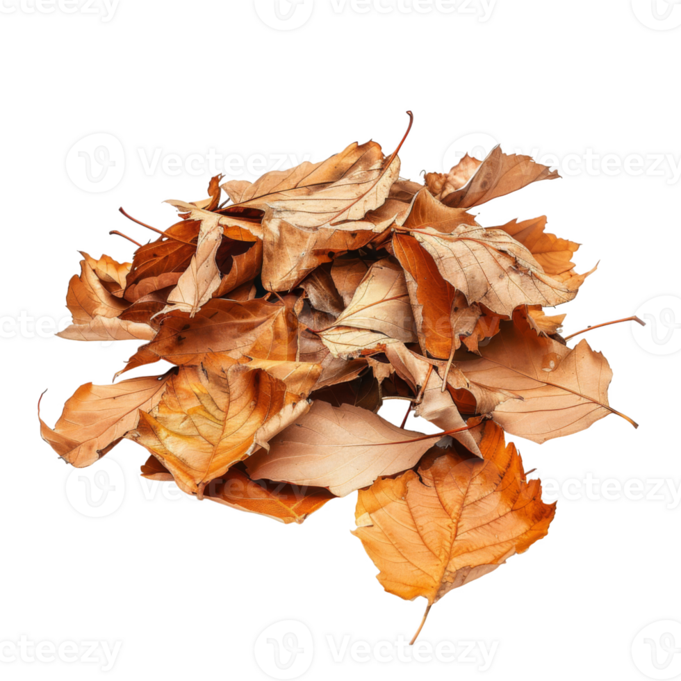 A Pile of Dry, Brown Leaves with Visible Veins png
