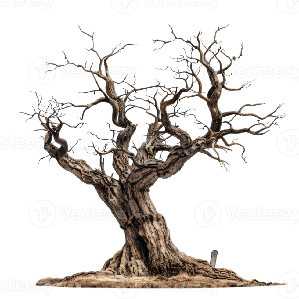 Ancient, Dead Tree With Twisted Branches and a Stone Marker png