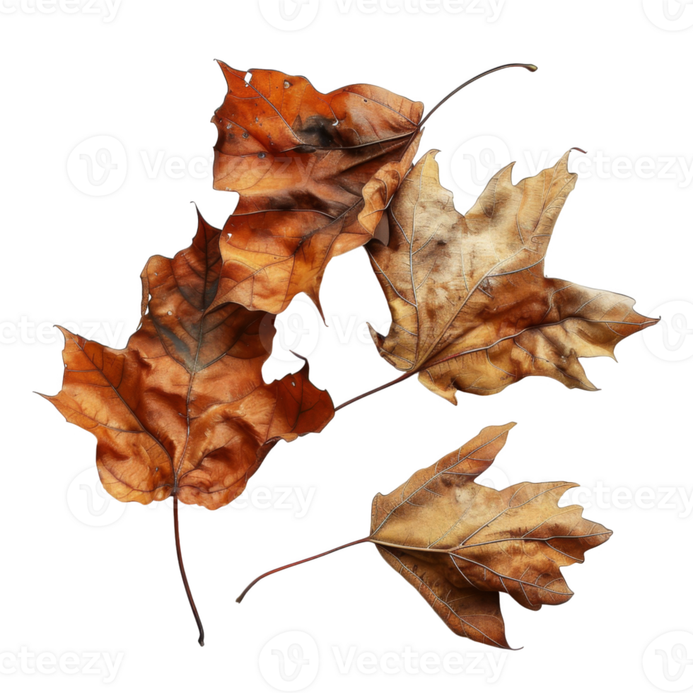 Four Dry, Brown Leaves with Veins Visible png